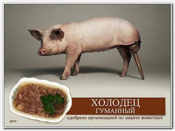Прикрепленное изображение: Свин_prev.jpg