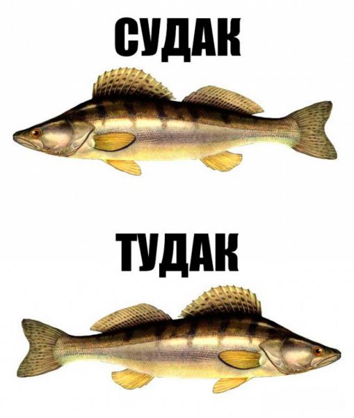 Прикрепленное изображение: 5162478.jpg